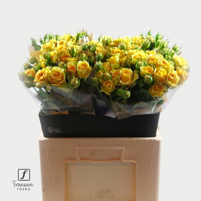 <h4>Rosa tros Bandolero</h4>