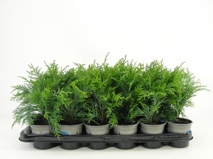 <h4>Chamaecyparis lawsoniana 'Globosa' P9</h4>