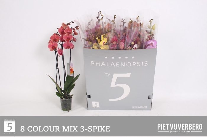 <h4>PHAL GEM 8 KL</h4>