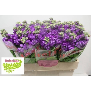 Matth Mathilda Blue Buitelaar
