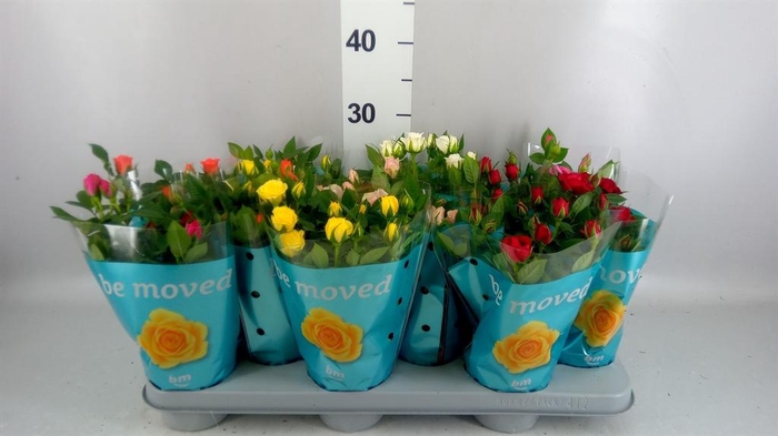 <h4>ROSA  'BEAU MONDE'   ...MIX BM MIXT</h4>
