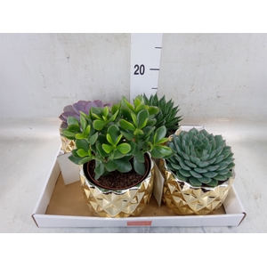 Succulents   ...mix 4