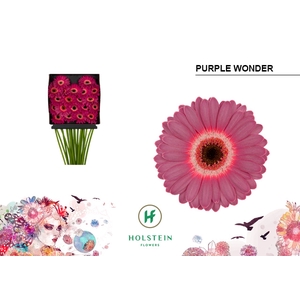 GE MI Purple Wonder diamond x60