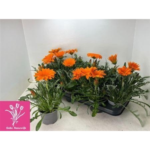 Gaz Gazoo Cl Orange