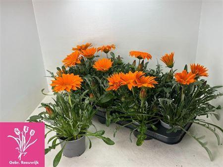 <h4>Gaz Gazoo Cl Orange</h4>
