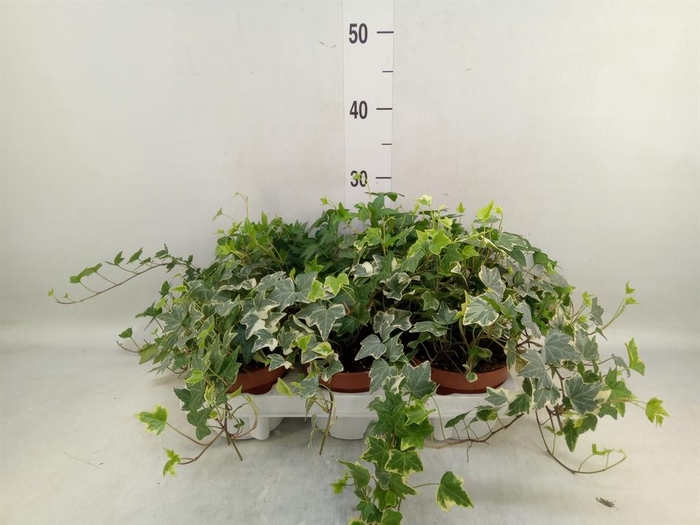 <h4>Hedera   ...mix</h4>