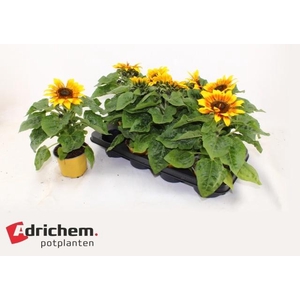 HELI SUNSATION FLAME