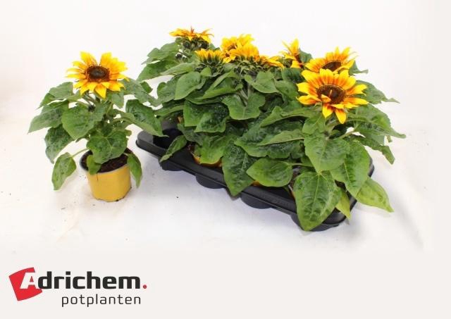 <h4>HELI SUNSATION FLAME</h4>