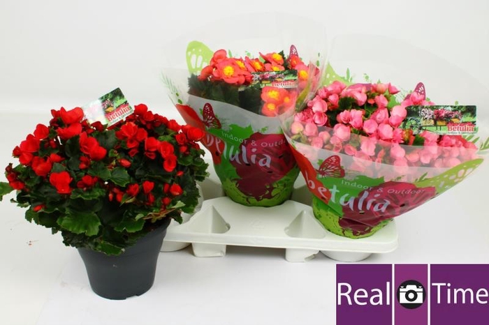 <h4>BEG EN BETULIA GEM</h4>