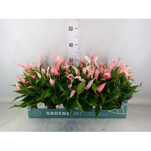 Anthurium andr. 'Lilli'