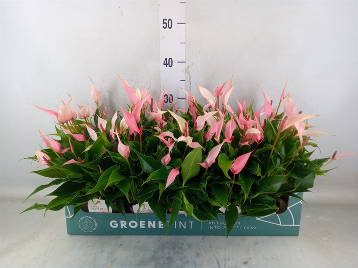 <h4>Anthurium andr. 'Lilli'</h4>