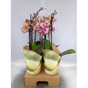 Phalaenopsis   ...lilac