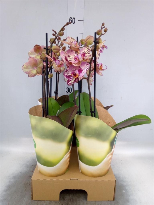 <h4>Phalaenopsis   ...lilac</h4>