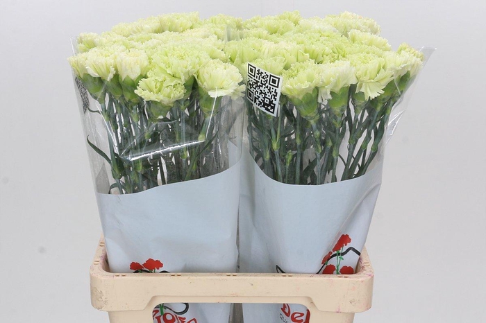 <h4>Dianthus St Goblin</h4>
