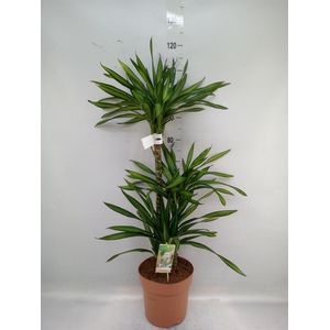Dracaena frag. 'Riki'