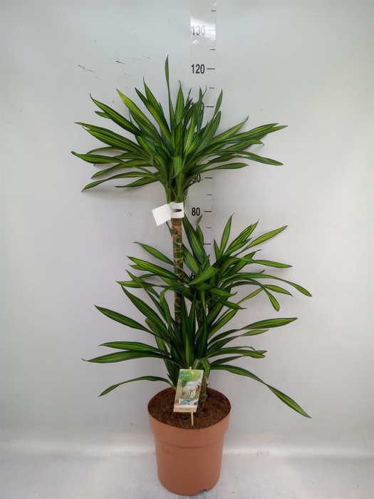 <h4>Dracaena frag. 'Riki'</h4>