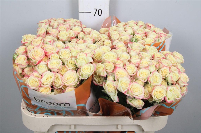 <h4>R Tr Candelicious</h4>