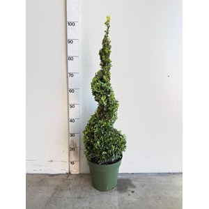 BUXU SEMPERVIRENS