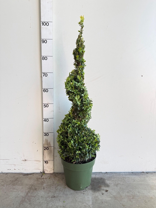 <h4>BUXU SEMPERVIRENS</h4>
