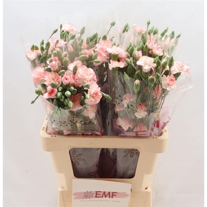 Di Tr Fancy Amelie