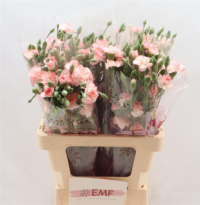 <h4>Di Tr Fancy Amelie</h4>