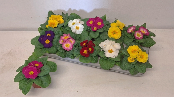 Prim Acaulis Gemengd