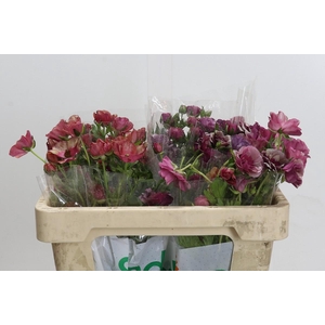 Ranunculus Magical Raspberry
