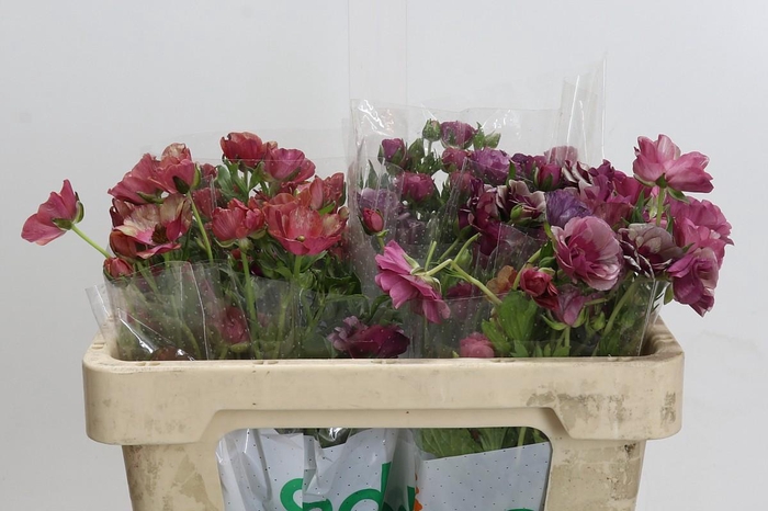 <h4>Ranunculus Magical Raspberry</h4>