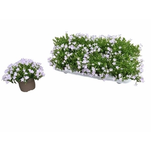 CAMP PORTENSCHLAGIAN