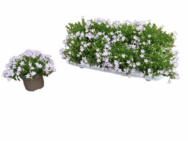 <h4>CAMP PORTENSCHLAGIAN</h4>