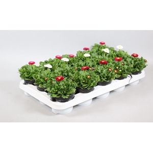 Bellis perennis RUSHER gemengd