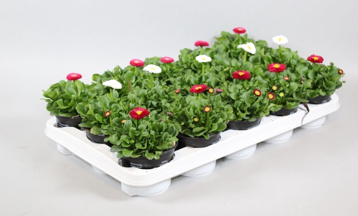 <h4>Bellis perennis RUSHER gemengd</h4>