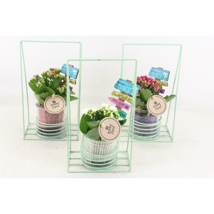 arr2 PL - Glas pot in frame mix 250/6
