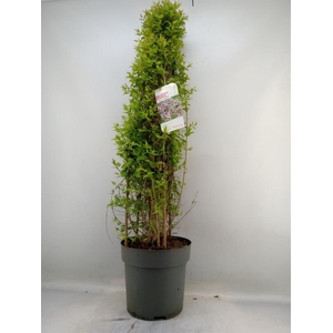 Kolkwitzia amabilis 'Pink Cloud'