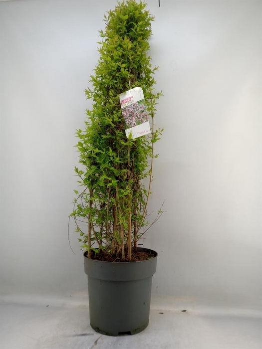 <h4>Kolkwitzia amabilis 'Pink Cloud'</h4>