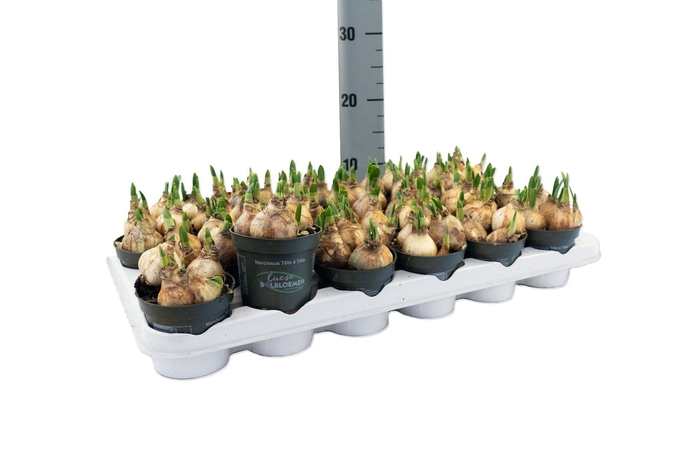 <h4>Narcis Tete a Tete</h4>