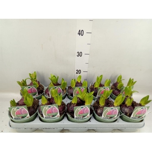 Hyacinthus orie.   ...mix 3