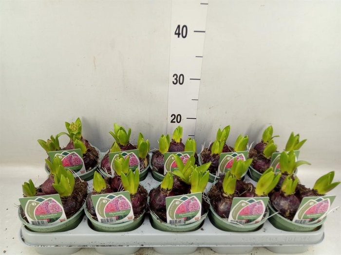 <h4>Hyacinthus orie. ...mix 3</h4>