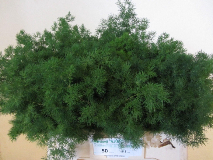 <h4>Asp Umbellatus</h4>