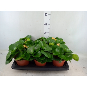 Peperomia obt. 'Green Gold'