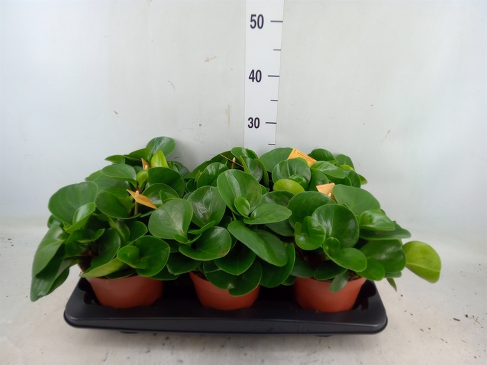 <h4>Peperomia obt. 'Green Gold'</h4>