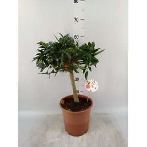 Citrus reticulata 'Clementine'