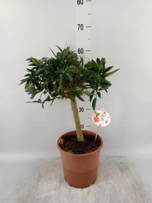 <h4>Citrus reticulata 'Clementine'</h4>