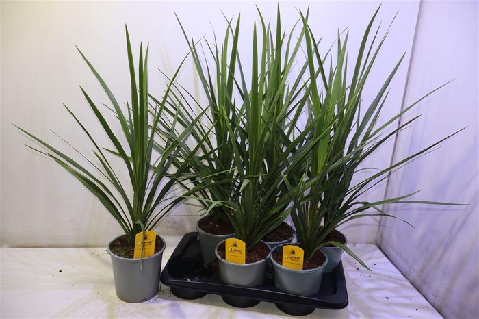 <h4>arr8 Cord In Peko</h4>