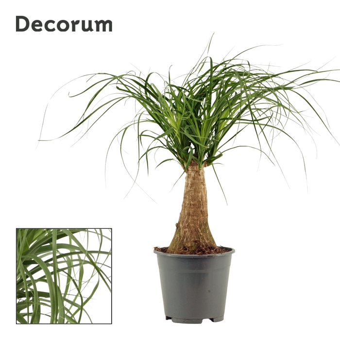 Beaucarnea recht 14 cm (Decorum)