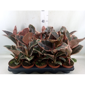 Ficus elastica 'Belize'