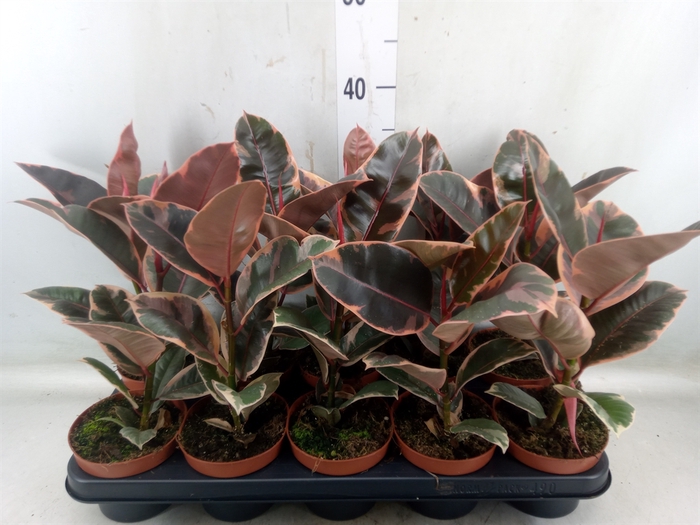 <h4>Ficus elastica 'Belize'</h4>