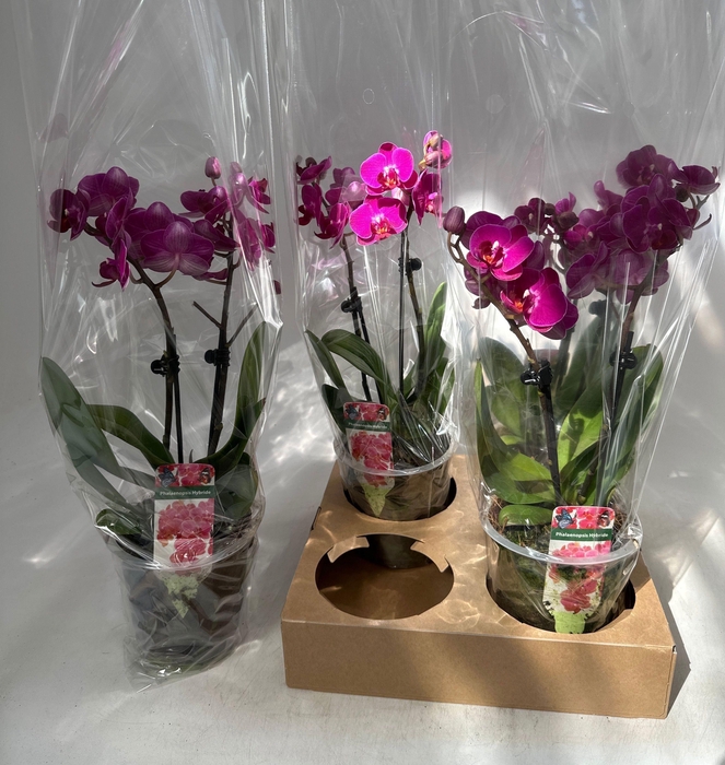 <h4>PHAL OV PAARS</h4>
