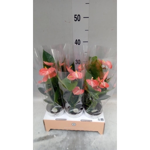 Anthurium andr. 'Livium Orange'