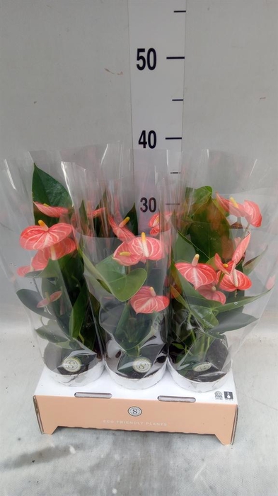 <h4>Anthurium andr. 'Livium Orange'</h4>